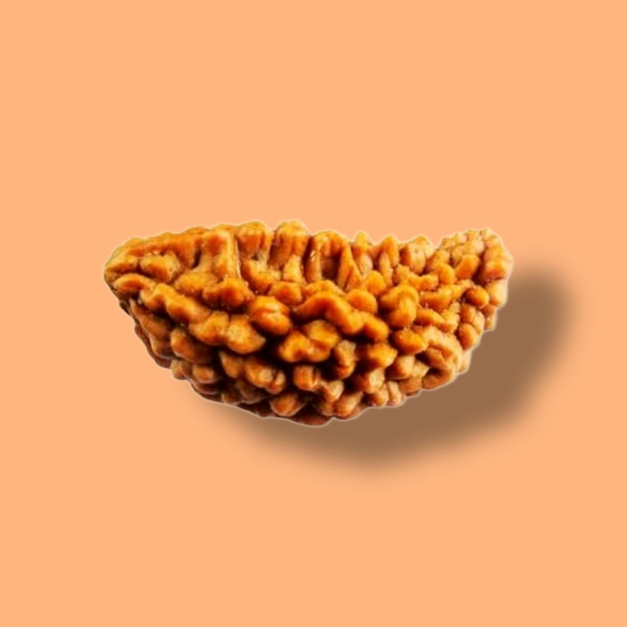 1 Mukhi Rudraksha: The Path to Divine Connection and Inner Peace