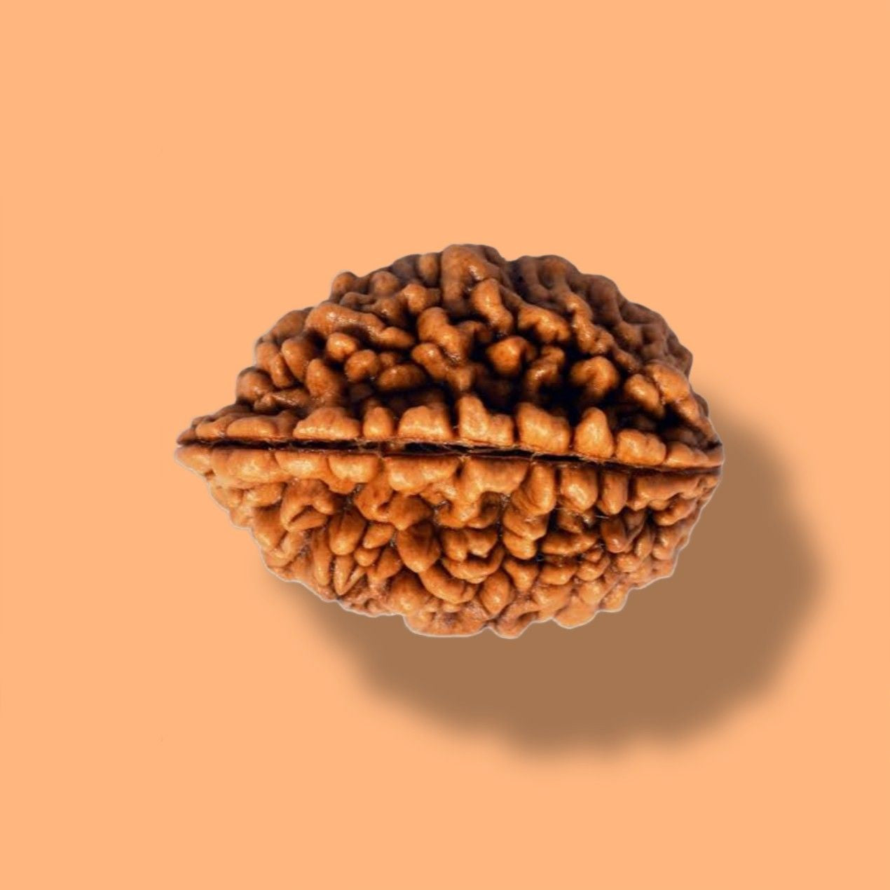 2 Mukhi Rudraksha: Discover the Divine Power