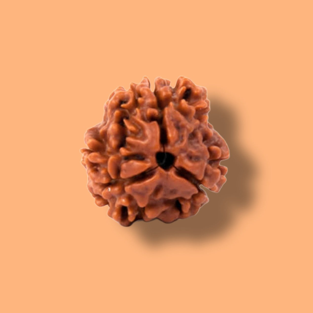 🔥 3 Mukhi Rudraksha: The Flame of Transformation & Healing