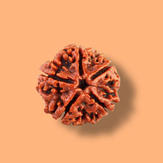 5 Mukhi Rudraksha (Nepali) Discover the Divine Power