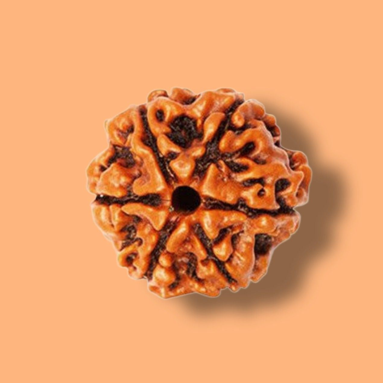 6 Mukhi Rudraksha: Unleashing Inner Strength and Stability