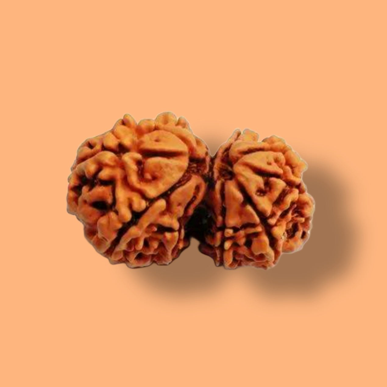 Gauri Shankar Rudraksha: Uniting the Divine Energies of Shiva and Parvati