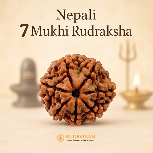 7 Mukhi Rudraksha (Nepali) The Bead of Prosperity and Balance